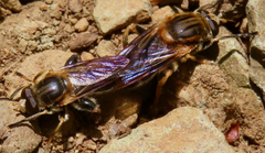 Teuchocnemis lituratus