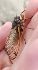 Magicicada septendecula