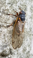 Magicicada septendecula