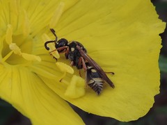 Stenodynerus propinquus