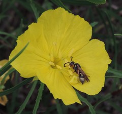 Stenodynerus propinquus