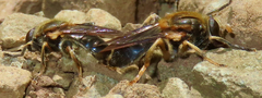 Teuchocnemis lituratus