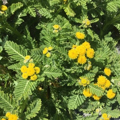Tanacetum bipinnatum