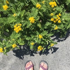 Tanacetum bipinnatum