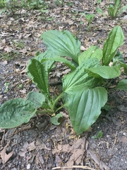 Plantago rugelii