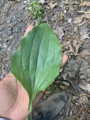 Plantago rugelii