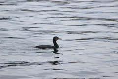 Phalacrocorax carbo