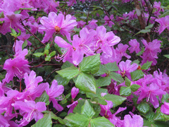 Rhododendron dilatatum