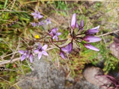 Gentianella rapunculoides
