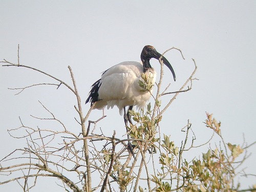 Ibis sagrado (Threskiornis aethiopicus)