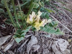 Astragalus lentiginosus chartaceus