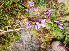Gentianella rapunculoides