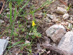 Linaria saxatilis