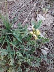 Astragalus lentiginosus chartaceus