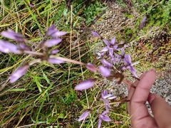 Gentianella rapunculoides