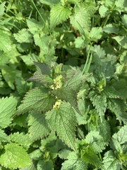 Lamium album