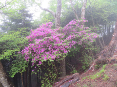 Rhododendron dilatatum