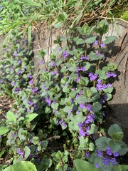 Glechoma hederacea