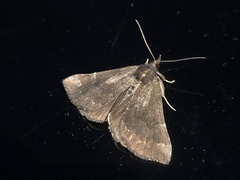 Hypena sordidula