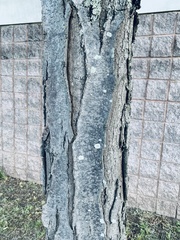 Gleditsia triacanthos