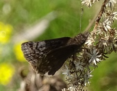 Erynnis icelus