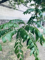 Gleditsia triacanthos