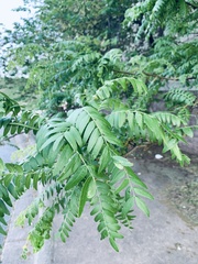 Gleditsia triacanthos