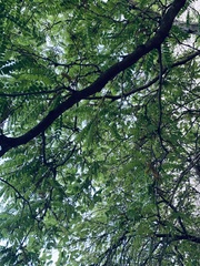Gleditsia triacanthos