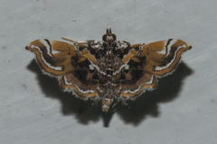 Musotima suffusalis