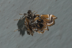 Musotima suffusalis