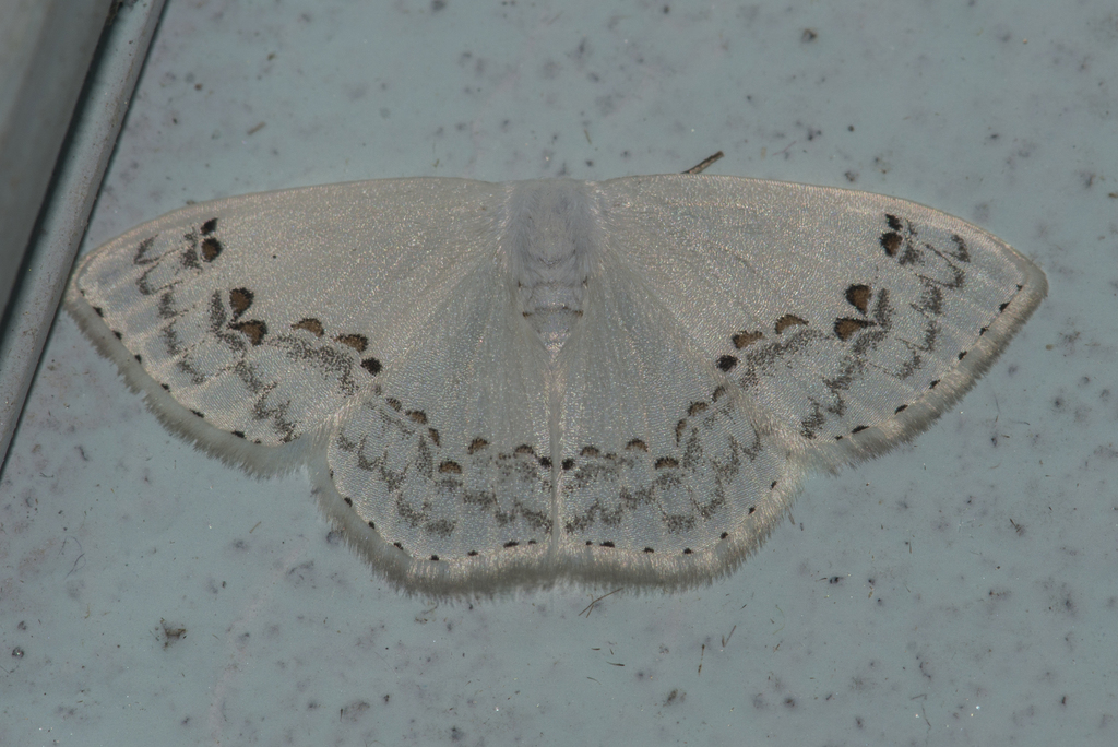 Teldenia vestigiata