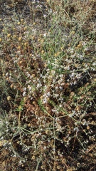 Eriogonum fasciculatum
