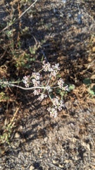 Eriogonum fasciculatum