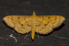 Endocrossis caldusalis