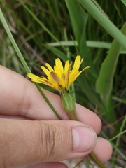 Scorzonera parviflora
