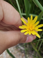 Scorzonera parviflora