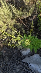 Scrophularia californica