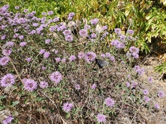 Monardella sheltonii