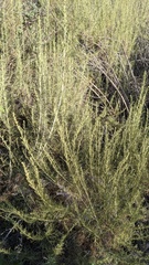 Artemisia californica