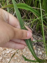 Scorzonera parviflora