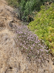 Monardella sheltonii