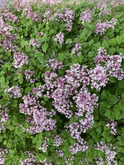 Syringa meyeri