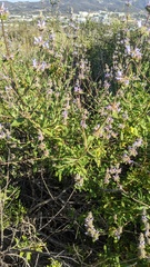 Salvia mellifera
