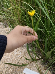 Scorzonera parviflora