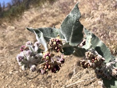 Asclepias californica californica
