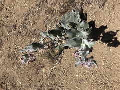Asclepias californica californica