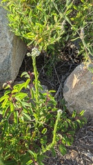 Pseudognaphalium californicum