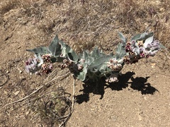 Asclepias californica californica