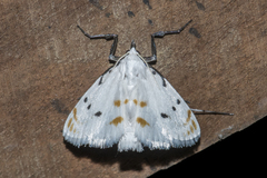 Brihaspa atrostigmella