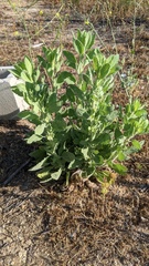 Heterotheca grandiflora